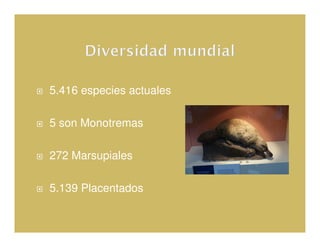5.416 especies actuales

5 son Monotremas

272 Marsupiales

5.139 Placentados
 
