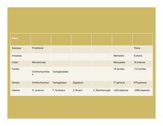 Clase



Subclase     Prototheria                                                                          Theria


Infraclase                                                                        Methateria      Eutheria

Orden        Monotremata                                                          Marsupialia     18 órdenes

Familia                                                                           16 familias     114 familias
             Ornithorhynchida   Tachyglossidae
             e


Genero       Ornithorhynchus    Tachyglossus     Zaglossus                        77 géneros      970 géneros


Especie      O. anatinus        T. Aculeatus     Z. Bruijnii   Z. Attemboroughi   >260 especies   >3990 especies
 