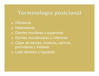 Difiodonta
Heterodonta
Dientes maxilares o superiores
Dientes mandibulares o inferiores
Clase de dientes: incisivos, caninos,
premolares y molares
Lado derecho o izquierdo
 