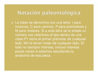 La clase se denomina con una letra: I para
incisivos, C para caninos, P para premolares y
M para molares. Si a esta letra se le añade un
número nos referimos al tipo dentro de una
clase P1 sería el primer premolar de cualquier
lado, M3 el tercer molar de cualquier lado. El
lado no siempre interesa, incluso interesa
pocas veces si estamos estudiando la
anatomía de esa pieza.
 
