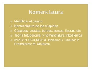 Identificar el canino
Nomenclatura de las cúspides
Cúspides, crestas, bordes, surcos, fisuras, etc
Teoría tritubercular y nomenclatura tribosfénica
I2/2,C1/1,P2/3,M3/3 (I. Incisivo; C. Canino; P.
Premolares; M. Molares)
 