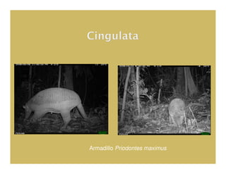 Armadillo Priodontes maximus
 