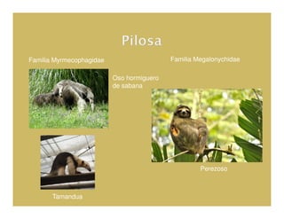 Familia Myrmecophagidae                    Familia Megalonychidae

                          Oso hormiguero
                          de sabana




                                                    Perezoso



       Tamandua
 