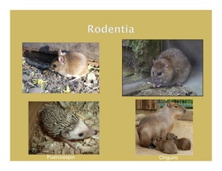 Puercoespin   Chiguiro
 