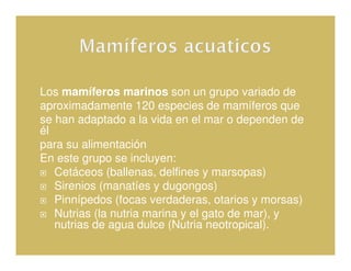 Los mamíferos marinos son un grupo variado de
aproximadamente 120 especies de mamíferos que
se han adaptado a la vida en el mar o dependen de
él
para su alimentación
En este grupo se incluyen:
   Cetáceos (ballenas, delfines y marsopas)
   Sirenios (manatíes y dugongos)
   Pinnípedos (focas verdaderas, otarios y morsas)
   Nutrias (la nutria marina y el gato de mar), y
   nutrias de agua dulce (Nutria neotropical).
 