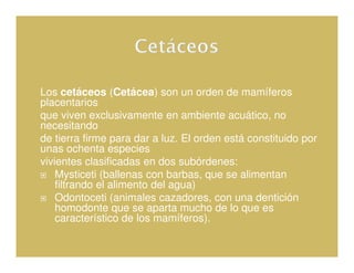 Los cetáceos (Cetácea) son un orden de mamíferos
placentarios
que viven exclusivamente en ambiente acuático, no
necesitando
de tierra firme para dar a luz. El orden está constituido por
unas ochenta especies
vivientes clasificadas en dos subórdenes:
    Mysticeti (ballenas con barbas, que se alimentan
    filtrando el alimento del agua)
    Odontoceti (animales cazadores, con una dentición
    homodonte que se aparta mucho de lo que es
    característico de los mamíferos).
 