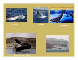 Rorcual                  Yubarta
                                   Ballena Gris




  Ballena franca negra
 