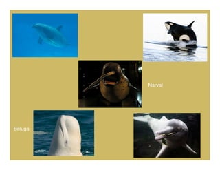 Narval




Beluga
 