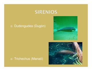 Dudongudea (Dugón)




Trichechus (Manatí)
 