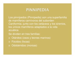 Los pinnípedos (Pinnipedia) son una superfamilia
de mamíferos carnívoros del suborden
Caniformia; junto con los cetáceos y los sirenios,
los únicos mamíferos adaptados a la vida
acuática
Se dividen en tres familias:
   Otáridos (osos y leones marinos)
   Fócidos (focas)
   Odobénidos (morsas)
 