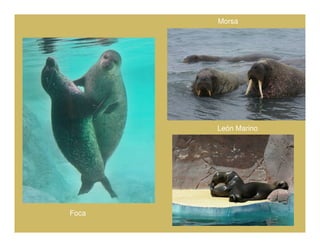 Morsa




       León Marino




Foca
 
