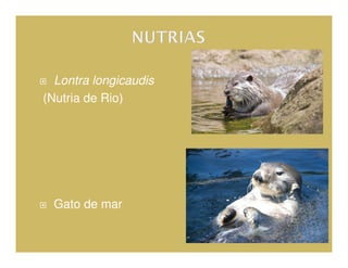 Lontra longicaudis
(Nutria de Rio)




 Gato de mar
 