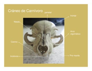 Cráneo de Carnívoro   parietal
                                 frontal

     Nasal



                                 Arco
                                 zigomático


 Canino




 Incisivos                       Pre maxila
 