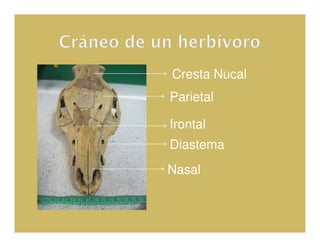 Cresta Nucal
Parietal

frontal
Diastema
Nasal
 
