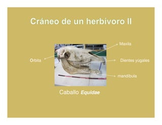 Maxila



orbita                      Dientes yúgales


                           mandíbula



         Caballo Equidae
 