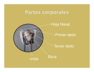 Hoja Nasal

           Primer dedo

          Tercer dedo

        Boca
oreja
 