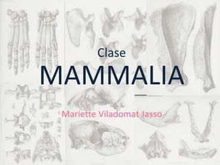 Clase

MAMMALIA
 Mariette Viladomat Jasso
 