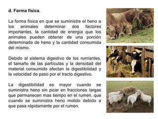 d. Forma física.
La forma física en que se suministre el heno a
los animales determinar dos factores
importantes, la cantidad de energía que los
animales pueden obtener de una porción
determinada de heno y la cantidad consumida
del mismo.
Debido al sistema digestivo de los rumiantes,
el tamaño de las partículas y la densidad del
material consumido afectan la digestibilidad y
la velocidad de paso por el tracto digestivo.
La digestibilidad es mayor cuando se
suministra heno sin picar en fracciones largas
que permanecen mas tiempo en el rumen, que
cuando se suministra heno molido debido a
que pasa rápidamente por el rumen.
 