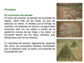 Principios
En el proceso del secado
Al inicio del proceso, la pérdida de humedad es
rápida, sobre todo de las hojas, ya que los
estomas se abren. A medida que el forraje se
marchita, los estomas se cierran y el agua debe
encontrar otra vía de salida a través de la
epidermis cerosa de las hojas y los tallos. La
humedad dentro de los tallos necesita más
tiempo para salir de los mismos.
La velocidad del secado, lógicamente, depende
del clima: los principales factores ambientales
son la radiación solar, el viento y el contenido de
humedad del aire.
 