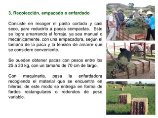 3. Recolección, empacado o enfardado
Consiste en recoger el pasto cortado y casi
seco, para reducirlo a pacas compactas. Esto
se logra amarrando el forraje, ya sea manual o
mecánicamente, con una empacadora, según el
tamaño de la paca y la tensión de amarre que
se considere conveniente.
Se pueden obtener pacas con pesos entre los
25 a 30 kg, con un tamaño de 70 cm de largo.
Con maquinaria, pasa la enfardadora
recogiendo el material que se encuentra en
hileras; de este modo se entrega en forma de
fardos rectangulares o redondos de peso
variable.
 