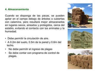4. Almacenamiento
Cuando se disponga de las pacas, se pueden
apilar en el campo debajo de árboles o cubiertas
con calamina, pero resultará mejor almacenarlos
en lugares secos, aireados y protegidos, cerca del
establo, evitando el contacto con los animales y la
humedad.
• Debe permitir la circulación de aire.
• A 0.2m del suelo, 0.5m de la pared y 0.6m del
techo.
• No debe permitir el ingreso de plagas
• Se debe contar con programa de control de
plagas.
 