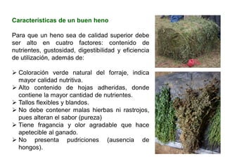 Características de un buen heno
Para que un heno sea de calidad superior debe
ser alto en cuatro factores: contenido de
nutrientes, gustosidad, digestibilidad y eficiencia
de utilización, además de:
➢ Coloración verde natural del forraje, indica
mayor calidad nutritiva.
➢ Alto contenido de hojas adheridas, donde
contiene la mayor cantidad de nutrientes.
➢ Tallos flexibles y blandos.
➢ No debe contener malas hierbas ni rastrojos,
pues alteran el sabor (pureza)
➢ Tiene fragancia y olor agradable que hace
apetecible al ganado.
➢ No presenta pudriciones (ausencia de
hongos).
 