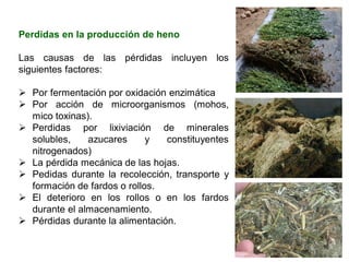 Perdidas en la producción de heno
Las causas de las pérdidas incluyen los
siguientes factores:
➢ Por fermentación por oxidación enzimática
➢ Por acción de microorganismos (mohos,
mico toxinas).
➢ Perdidas por lixiviación de minerales
solubles, azucares y constituyentes
nitrogenados)
➢ La pérdida mecánica de las hojas.
➢ Pedidas durante la recolección, transporte y
formación de fardos o rollos.
➢ El deterioro en los rollos o en los fardos
durante el almacenamiento.
➢ Pérdidas durante la alimentación.
 
