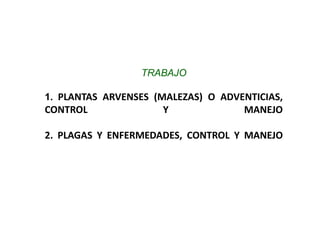 TRABAJO
1. PLANTAS ARVENSES (MALEZAS) O ADVENTICIAS,
CONTROL Y MANEJO
2. PLAGAS Y ENFERMEDADES, CONTROL Y MANEJO
 