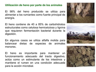 Utilización de heno por parte de los animales
El 98% del heno producido se utiliza para
alimentar a los rumiantes como fuente principal de
energía.
El heno contiene de 40 a 85% de carbohidratos
estructurales como celulosa hemicelulosa y lignina
que requieren fermentación bacterial durante la
digestión.
En algunos casos se utiliza alfalfa molida para
balancear dietas de especies de animales
menores.
El heno es importante para mantener un
funcionamiento adecuado del tracto digestivo,
actúa como un estimulante de los intestinos y
mantiene el rumen en una condición adecuada
para la acción microbial.
 