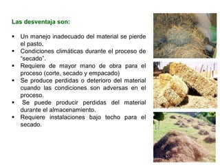 Las desventaja son:
▪ Un manejo inadecuado del material se pierde
el pasto.
▪ Condiciones climáticas durante el proceso de
“secado”.
▪ Requiere de mayor mano de obra para el
proceso (corte, secado y empacado)
▪ Se produce perdidas o deterioro del material
cuando las condiciones son adversas en el
proceso.
▪ Se puede producir perdidas del material
durante el almacenamiento.
▪ Requiere instalaciones bajo techo para el
secado.
 