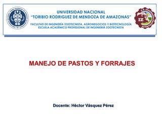 MANEJO DE PASTOS Y FORRAJES
Docente: Héctor Vásquez Pérez
UNIVERSIDAD NACIONAL
“TORIBIO RODRIGUEZ DE MENDOZA DE AMAZONAS”
FACULTAD DE INGENIERÍA ZOOTECNISTA, AGRONEGOCIOS Y BIOTECNOLOGÍA
ESCUELA ACADÉMICO PROFESIONAL DE INGENIERIÁ ZOOTECNISTA
 