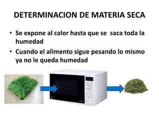 DETERMINACION DE MATERIA SECA
• Se expone al calor hasta que se saca toda la
humedad
• Cuando el alimento sigue pesando lo mismo
ya no le queda humedad
 