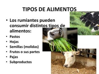 TIPOS DE ALIMENTOS
• Los rumiantes pueden
consumir distintos tipos de
alimentos:
• Pastos
• Hojas
• Semillas (molidas)
• Frutos o sus partes
• Pajas
• Subproductos
 