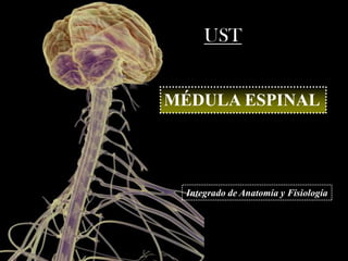Equipo IAF
MÉDULA ESPINAL
Integrado de Anatomía y Fisiología
UST
 