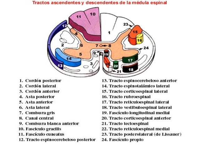 U1 C3 Medula Espinal y Tractos