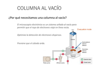 COLUMNA AL VACÍO
¿Por qué necesitamos una columna al vacío?
Optimiza la detección de electrones dispersos.
El microscopio electrónico es un sistema sellado al vacío para
permitir que el rayo de electrones viaje en línea recta.
Previene que el cátodo arda.
 