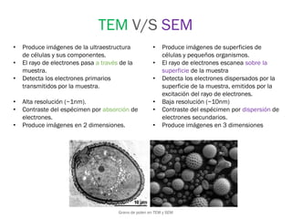 TEM V/S SEM
• Produce imágenes de la ultraestructura
de células y sus componentes.
• El rayo de electrones pasa a través de la
muestra.
• Detecta los electrones primarios
transmitidos por la muestra.
• Alta resolución (~1nm).
• Contraste del espécimen por absorción de
electrones.
• Produce imágenes en 2 dimensiones.
• Produce imágenes de superficies de
células y pequeños organismos.
• El rayo de electrones escanea sobre la
superficie de la muestra
• Detecta los electrones dispersados por la
superficie de la muestra, emitidos por la
excitación del rayo de electrones.
• Baja resolución (~10nm)
• Contraste del espécimen por dispersión de
electrones secundarios.
• Produce imágenes en 3 dimensiones
Grano de polen en TEM y SEM
 