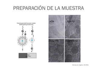 PREPARACIÓN DE LA MUESTRA
Células de hígado, 40,000x
+Os +Os+U
+Os+Pb +Os+Pb+U
 