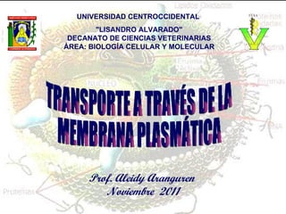 UNIVERSIDAD CENTROCCIDENTAL  &quot;LISANDRO ALVARADO&quot; DECANATO DE CIENCIAS VETERINARIAS ÁREA: BIOLOGÍA CELULAR Y MOLECULAR TRANSPORTE A TRAVÉS DE LA  MEMBRANA PLASMÁTICA Prof. Aleidy Aranguren  Noviembre  2011 