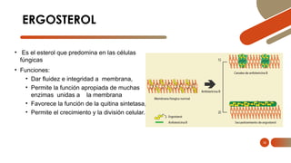 Clase MICOLOGIA - UNMSM 2024 .pptx