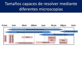 Tamaños capaces de resolver mediante
diferentes microscopias
Microscopio electrónico
Microscopio electrónico de barrido
Virus
Proteínas/Enzimas Bacterias
Microscopio óptico
Visión humana
0.1nm 1nm 10nm 100nm 1mm 10 mm 100mm 1mm
Pelo
humano
Glóbulos
rojos
Moléculas
pequeñas
átomos
 
