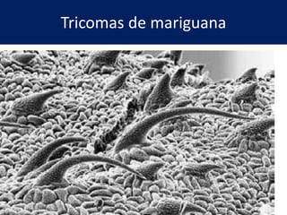 Tricomas de mariguana
 