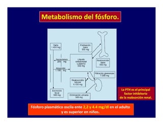 Metabolismo del fósforo.




                                                     La PTH es el principal
                                                       factor inhibitorio
                                                    de la reabsorción renal.

Fósforo plasmático oscila ente 2,2 y 4.4 mg/dl en el adulto
                 y es superior en niños.
 