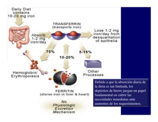 Debido a que la absorción diaria de
la dieta es tan limitada, los
depósitos de hierro juegan un papel
fundamental en cubrir las
necesidades inmediatas ante
aumentos de los requerimientos.
 