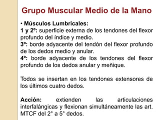 Grupo Muscular Medio de la Mano
• Músculos Lumbricales:
1 y 2º: superficie externa de los tendones del flexor
profundo del...