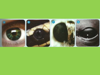 Clase muestra 5 to a