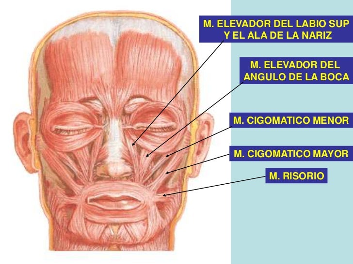 La clínica el este en tyumeni el tratamiento de las hernias intervertebrales