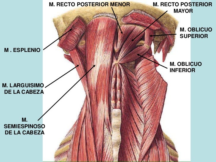 Musculos de la Cabeza y Cuello