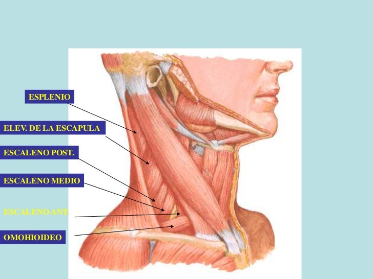 Duele el cuello a mí de 15 años