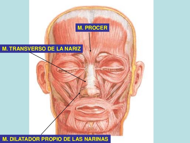 Musculos de la Cabeza y Cuello